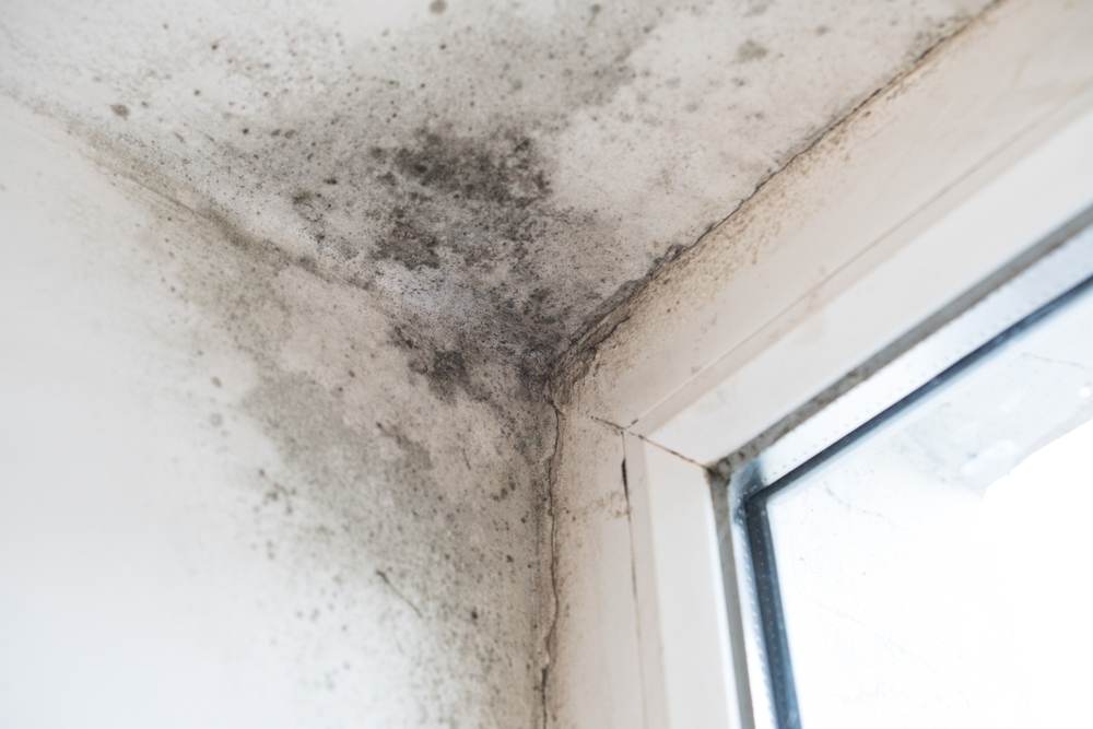 Black mould and fungus on wall near window